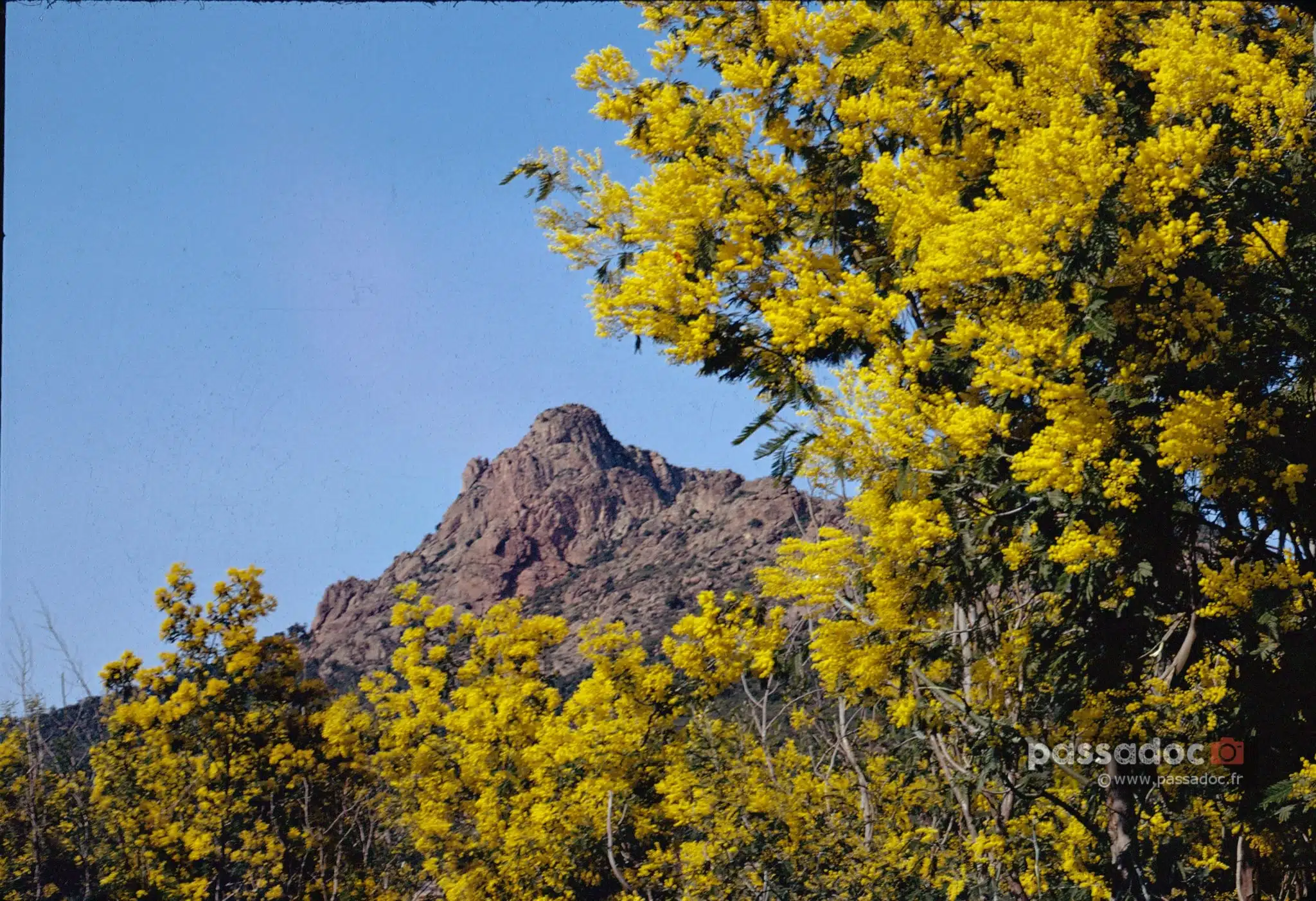 Mimosa et Rocher de Roquebrune - photo André Abbe