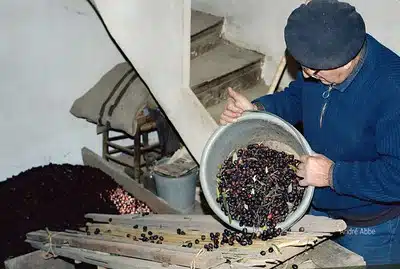 Tri des olives avec une technique ancienne - photo André Abbe, années 70